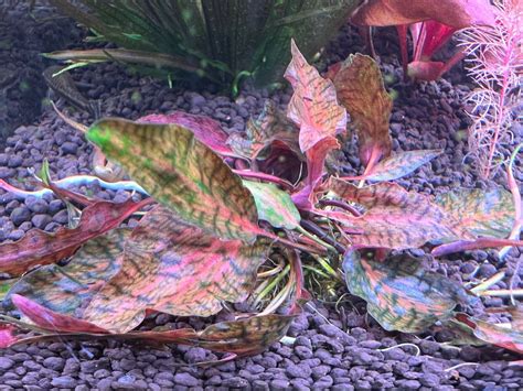 Cryptocoryne Nurii Var Raubensis Rosen Maiden Rare Live Aquarium