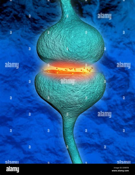 Neural Synapse Hi Res Stock Photography And Images Alamy