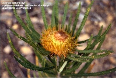 PlantFiles Pictures Banksia Species Showy Dryandra Banksia Formosa