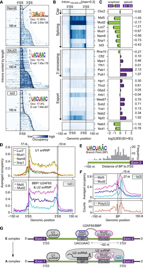 Transcriptome Maps Of Mrnp Biogenesis Factors Define Pre Mrna