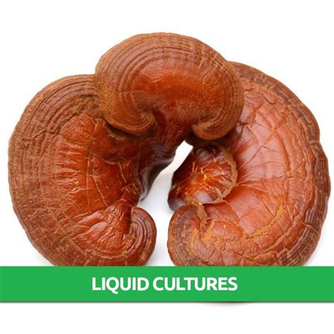 Reishi Ganoderma Lucidum Liquid Culture Only 8 95 Mushroom Grow Kits