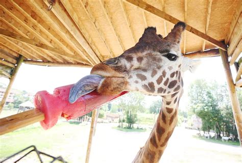 In pictures: Chessington zoo animals keep cool during heatwave with ice lollies and pool dips ...