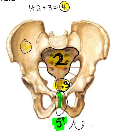 Pelvic Girdle And Lower Extremity Flashcards Quizlet