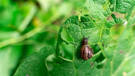 El truco definitivo para eliminar caracoles y babosas del jardín MDZ