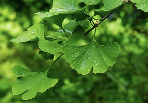 Bourgeons De Ginkgo Biloba Propriétés Bienfaits Et Utilisations En Gemmothérapie