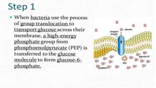 Group translocation | PPT