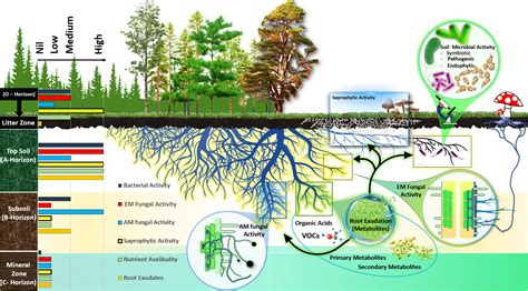 Frontiers Metabolic Niches In The Rhizosphere Microbiome Dependence