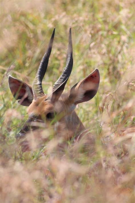 Kijang Duiker Afrika Foto Gratis Di Pixabay Pixabay