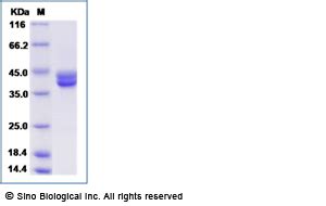 Decorin Proteins Recombinant Sino Biological