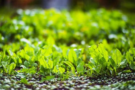 As Culturas Plantadas No Solo Amadurecem Sob O Sol Terra Cultivada De