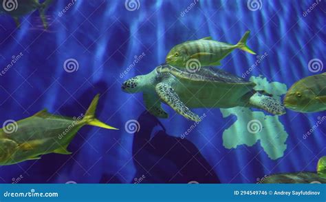 Beautiful Large Exotic Fish in a Large Aquarium. Stock Footage - Video ...