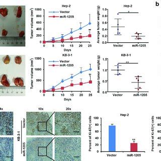 Mir Inhibits The Growth Of Lscc Cells In Vivo A The Subcutaneous