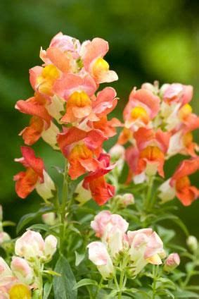 Growing Snapdragons in the Garden: Care, Varieties and Uses ...