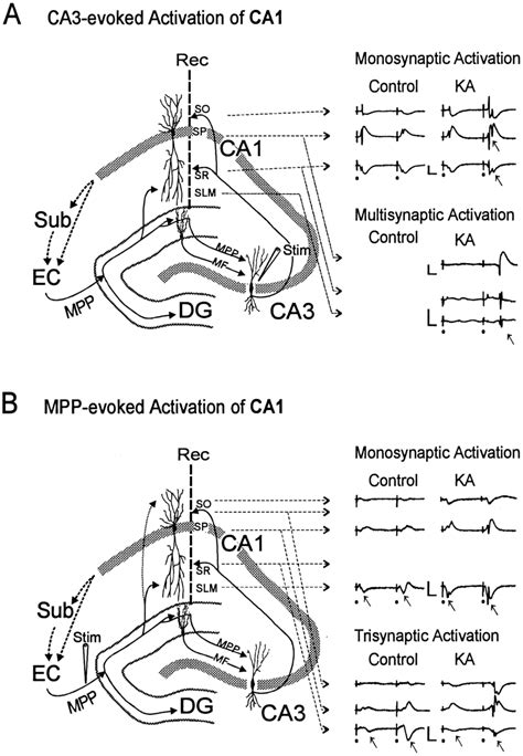 Schematic Drawing Showing The Stimulating And Recording Electrode Download Scientific Diagram