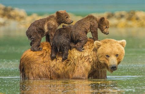 Newborn Grizzly Bear Cubs