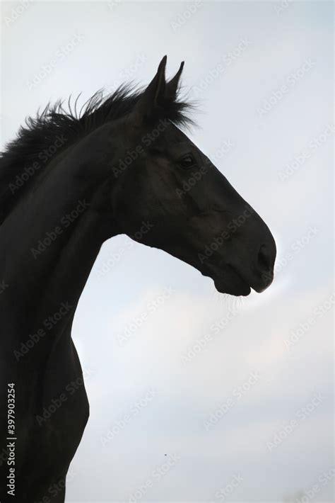 Black Horse Silhouette Stock Photo | Adobe Stock