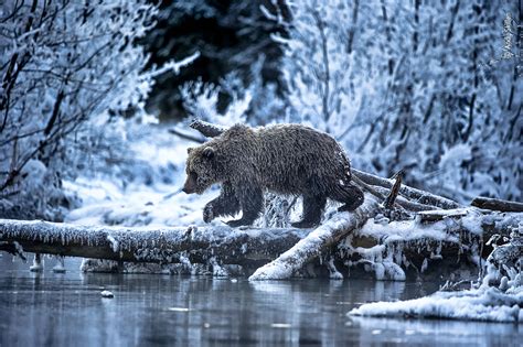 Wildlife Photographer Of The Year Launches Its Peoples Choice Award