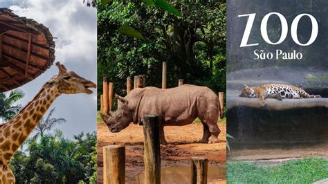 ZoolÓgico De SÃo Paulo 2024 Conheça O Maior Zoo Da América Latina Em