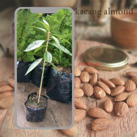 Detail Pohon Kacang Almond Di Indonesia Koleksi Nomer