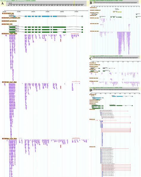 Examples of identified novel AS patterns and nTARs. ( A ) Novel exons ... 