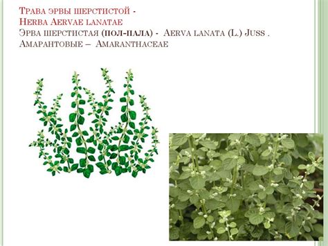 Диуретики растительного происхождения - online presentation
