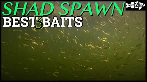 3 Go To Shad Spawn Lures For Bass Fishing Youtube