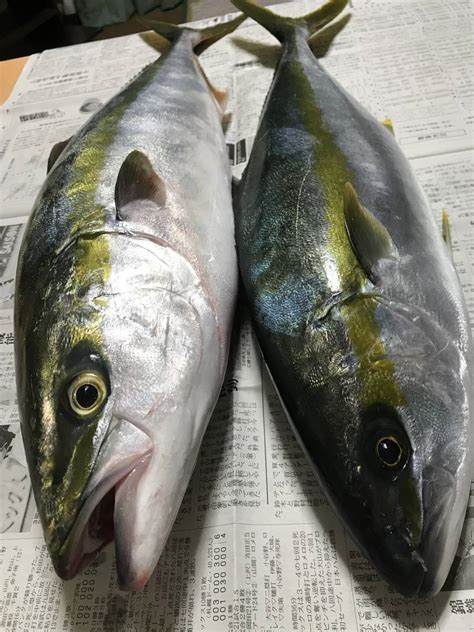 24時間出品 長崎県壱岐天然 青物2本 釣れたての鮮魚140サイズ ブリ ｜売買されたオークション情報、yahooの商品情報をアーカイブ公開