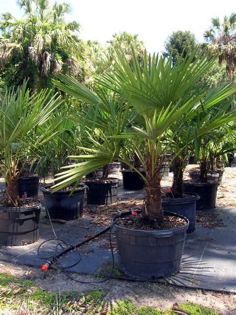 A Quality Plant: COLD HARDY PALMS