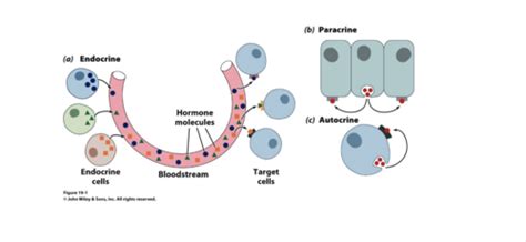 Signal Transduction Part 1 Flashcards Quizlet