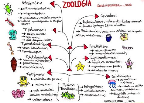 Fisiologia Vegetal Mapa Mental Atualizado Verloop Io