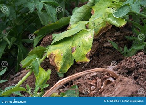 Plant Disease Symtomp On Potato Leaf From Fungi Stock Photo Image Of