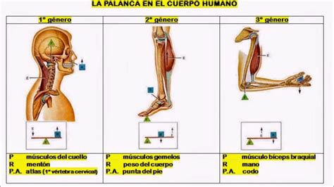 Palancas Del Cuerpo Humano Youtube