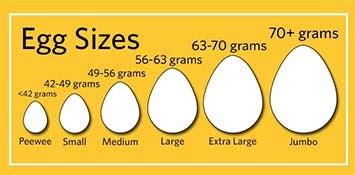 Types of Eggs and The 10 Factors That Affect Egg Size