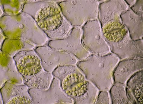 Stomata In Leaf