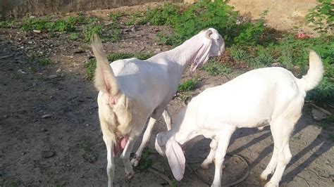 Pure Rajanpuri Goats Top Breed Of Pakistan White Goats Youtube