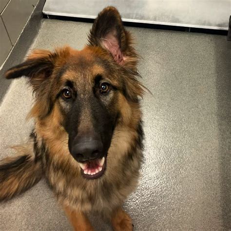 German Shepherd Rough Collie Mix