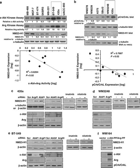 Abl And Arg Activation Induces Loss Of Nm23 H1 Expression A B