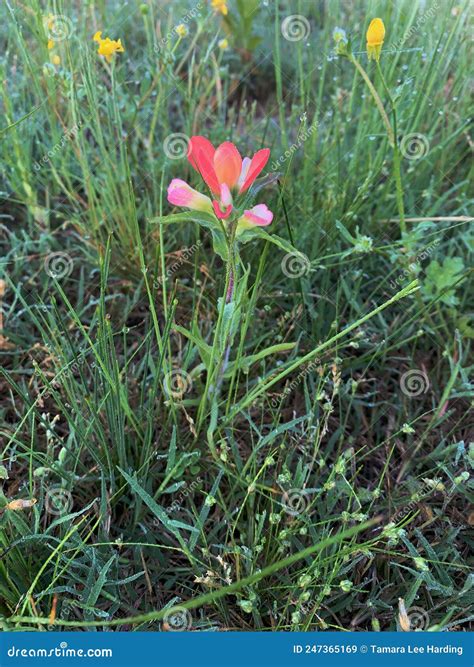 castilleja flower 7