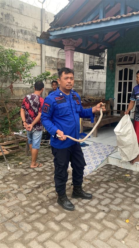 Tim Rescue Bpbd Sidoarjo Melakukan Evakuasi Ular Di Kelurahan Gebang