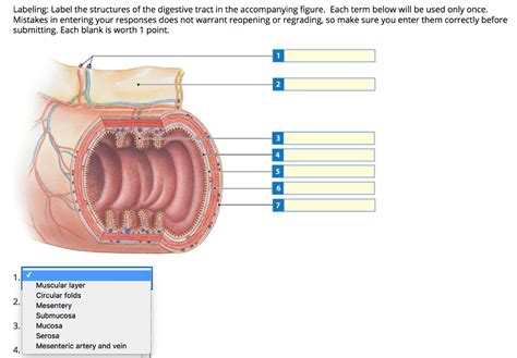 Solved Labeling Label The Structures Of The Digestive Tract