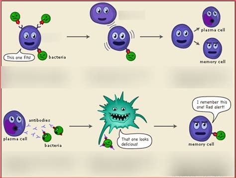 Immune Response Diagram | Quizlet