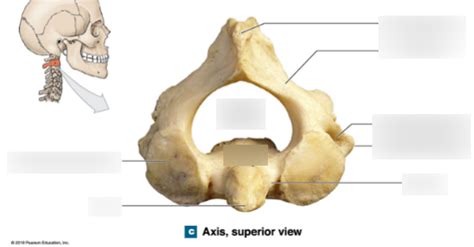 Axis C2 Bone Diagram Diagram Quizlet