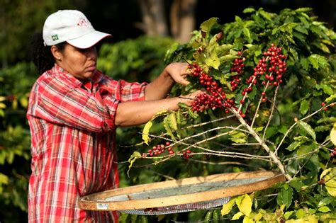 Brasil Pronostica La Tercera Mejor Cosecha De Café En Su Historia Para