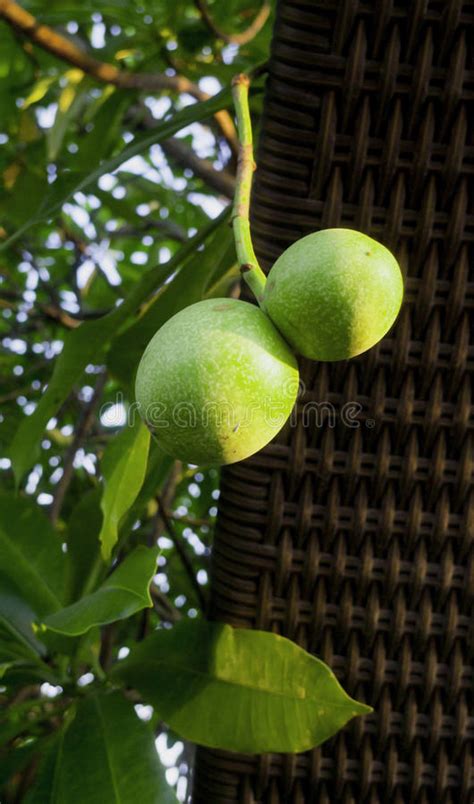 Fruta Del Oddloam De Cerbera Foto De Archivo Imagen De Blanco Asia