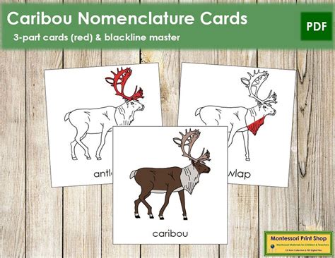 Parts Of A Caribou Nomenclature 3 Part Cards Red Etsy Canada