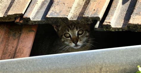 Marostica Gatto Bloccato Sul Tetto Dell Ospedale Viene Salvato Dai