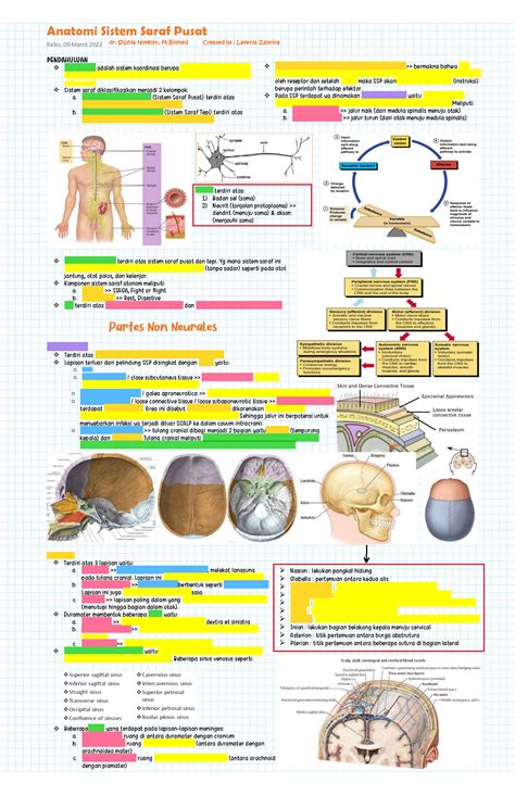 SOLUTION: Anatomi sistem saraf pusat kedokteran - Studypool