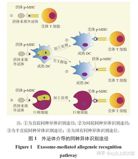外泌体在肺移植排斥反应中的作用研究进展 知乎