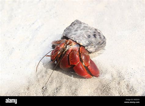 Red Legged Hermit Crab In Mexico Beach Sand Stock Photo Alamy