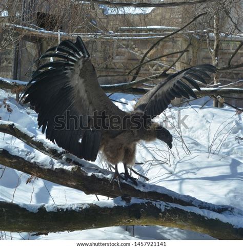 Baby Andean Condor Vultur Gryphus South Stock Photo 1457921141